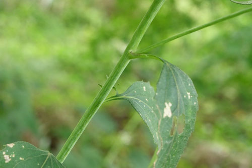 しらやまぎく,茎葉