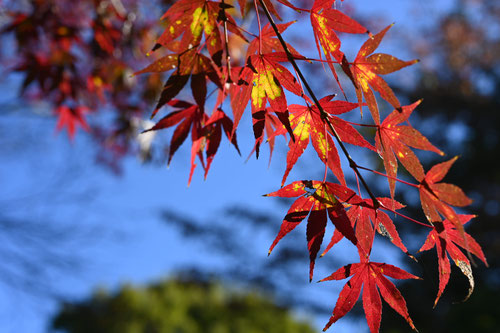 イロハモミジとは,いろはもみじ,樹木