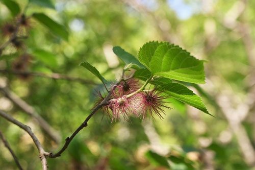 こうぞの木,花,コウゾ