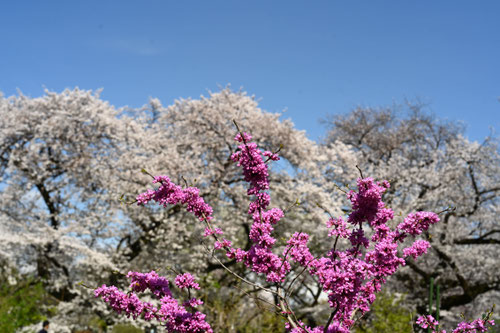 ハナズオウ,はなずおう,花言葉