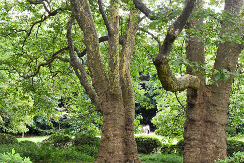 Plane tree,picture
