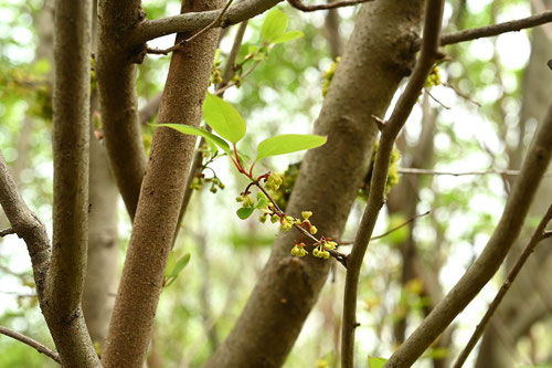 やまこうばし,ヤマコウバシ,開花期