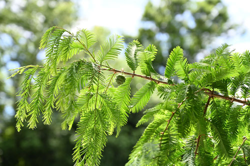 メタセコイア,めたせこいあ,植物,実