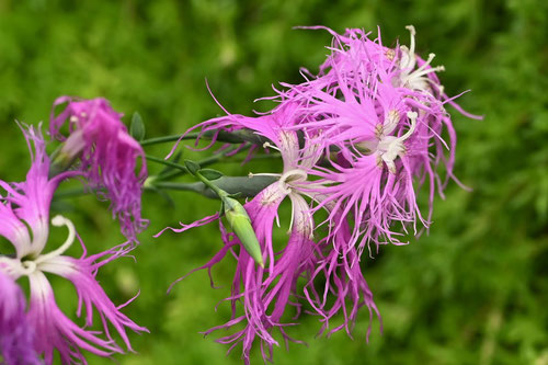 えぞかわらなでしこ,花