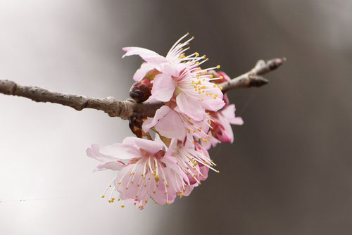 桜桃,花,画像