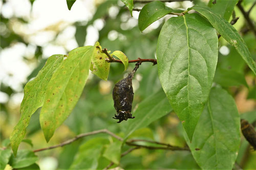 Winter Sweet,fruits