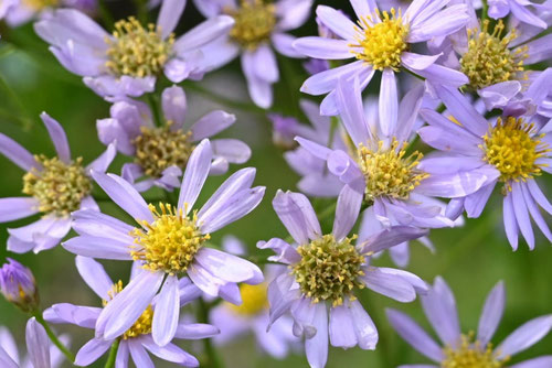 紫苑,花,しおんの開花,シオン