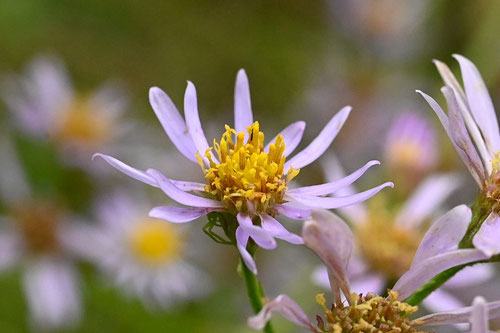 紫苑,花,しおんの開花,シオン
