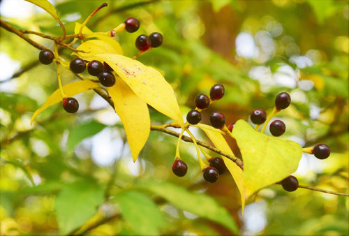 クロモジの黄葉,紅葉