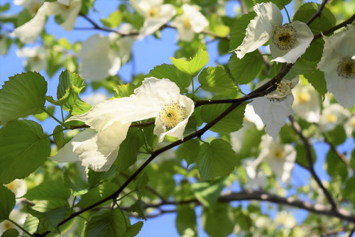ハンカチの木 花
