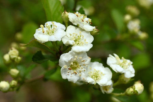 May flower,Japan