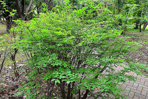 spindle tree