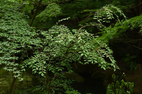 錦木,ニシキギの木,にしきぎ