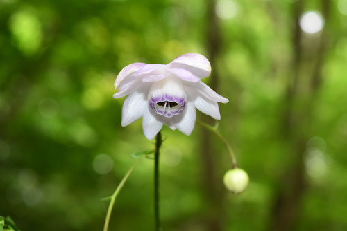 れんげしょうま,開花期