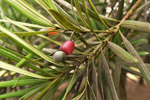食べられる実,半分赤い実