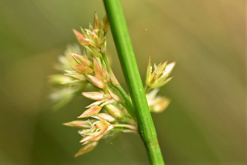 いぐさ,植物,イグサ