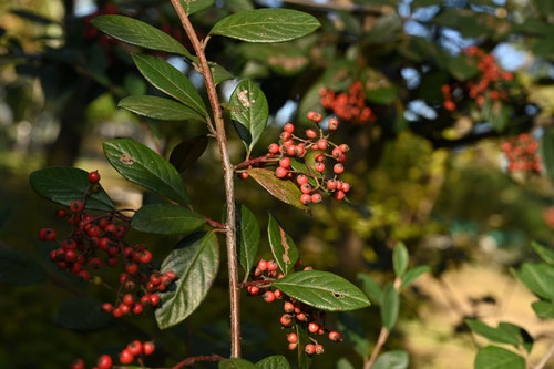 Cotoneaster