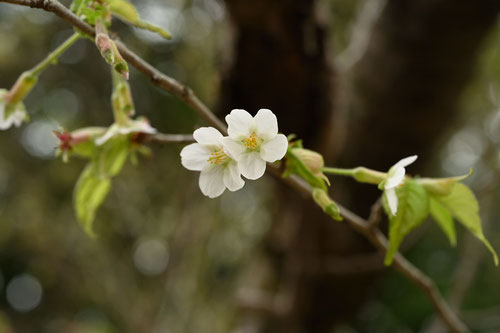 チョウジザクラ,ちょうじざくら,丁子桜