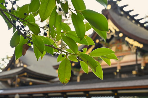 榊,さかき,実,画像,サカキの木