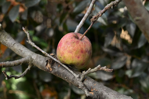 apple tree in Japan