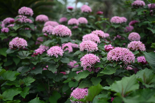 紫色の花,ボタンクサギ,ぼたんくさぎ
