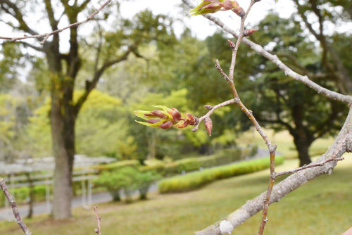 槻 芽吹き