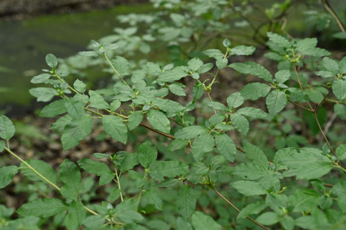 ばいかつつじ,植物,バイカツツジ