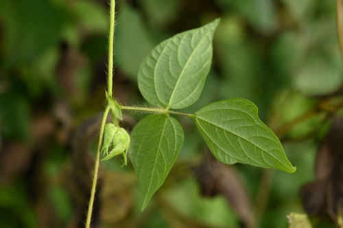 Japanese black azuki bean