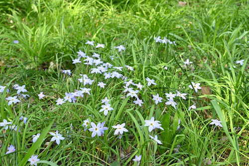 荒地に咲く花