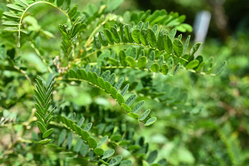 いぬむれすずめ,植物
