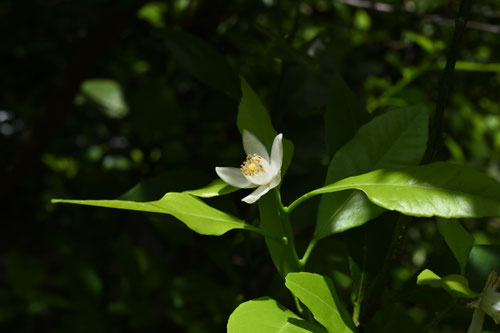 Flowering trees in August in June