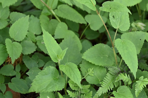 羅生門葛,植物図鑑