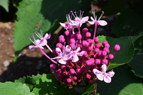 ひまらやくさぎの花,ボタンクサギ,ぼたんくさぎ