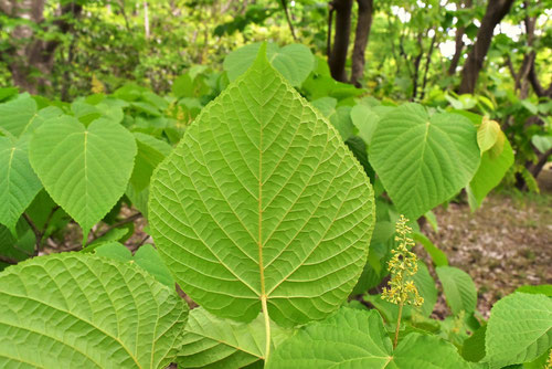 hornbeam maple,leaf