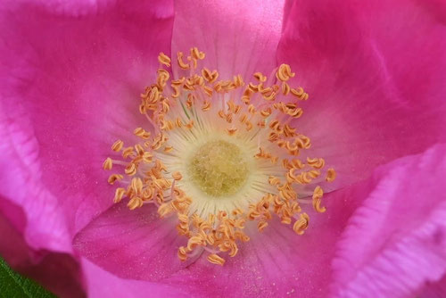 浜梨の花,浜茄子の花