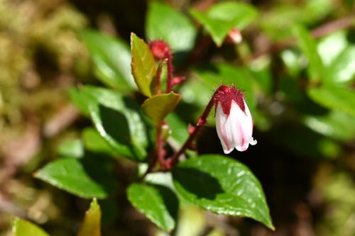 アカモノ,植物,あかもの,開花期