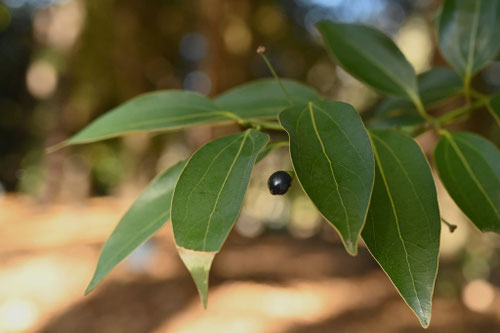 やぶにっけい,藪肉桂,植物