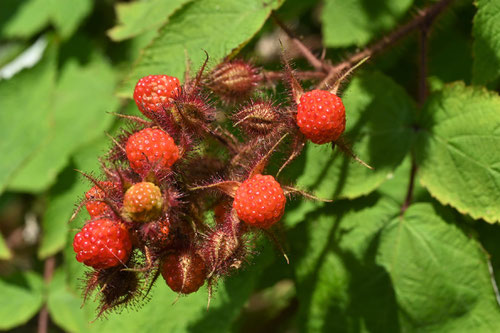 Wine raspberry