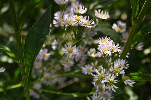 紫苑,植物,しおん,花,シオン