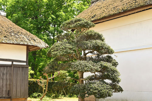 いぬつげ,植木,イヌツゲ