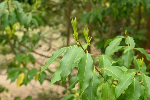 ソヨゴ,そよご,植木