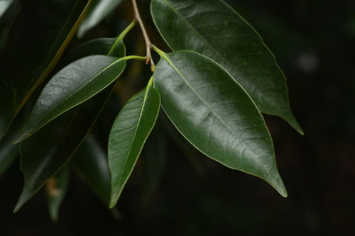 スダジイ,すだじい,葉っぱ,特徴