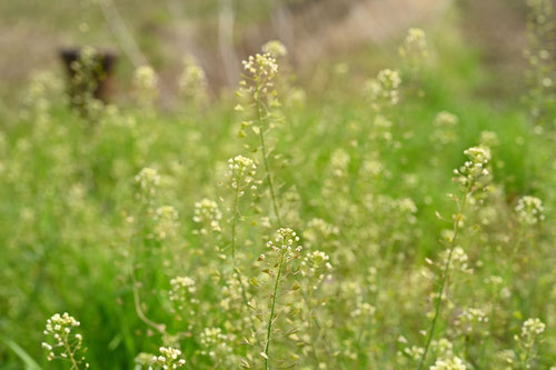 ペンペン草,ナズナ,なずな,植物,ぺんぺんぐさ