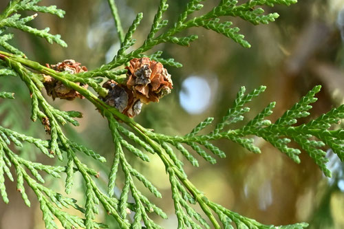 ろーそんひのき,樹木