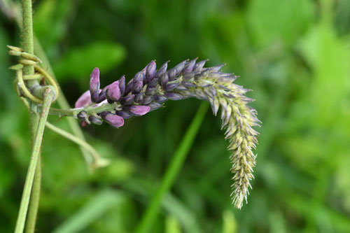 くず,植物,クズ,葛