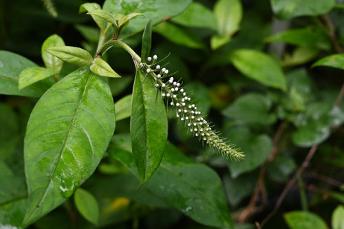 おかとらのお,植物,オカトラノオ