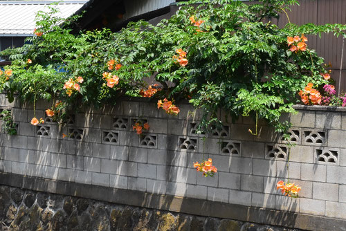 オレンジの花,何,のうぜんかずら