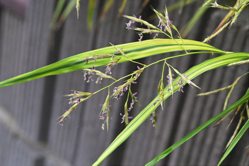 風知草の花