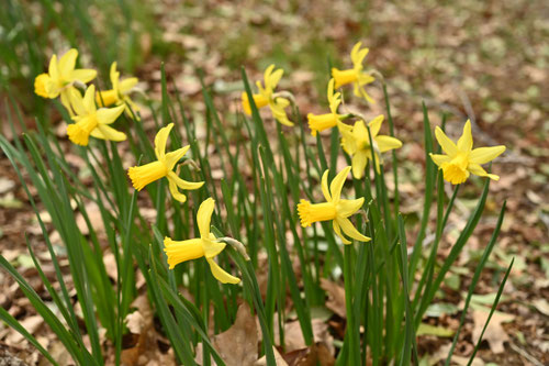 スイセンの花,水仙,february gold,narcissus