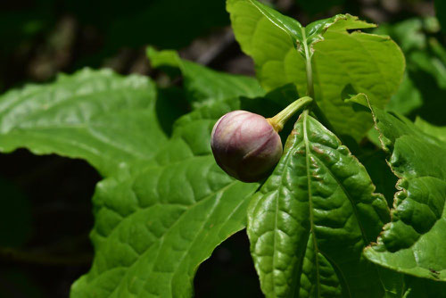 夏蝋梅 蕾 画像